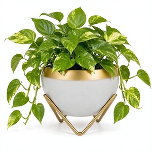 Jardinières de luxe modernes avec support doré, pot de fleurs rond en céramique blanche pour plantes vertes d'intérieur - Product Image 6