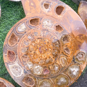 Amonita de Madagascar, Amonita, Amonitaammonite - Product Image 4