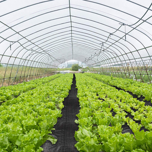 <span class=keywords><strong>Film</strong></span> de paillage plastique compostable et biodégradable noir, blanc, argenté, gaufré double face, largeur 50-70 cm, pour l'agriculture - Product Image 1