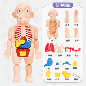 Modelo de Órganos Humanos Educativo para Niños, Juguete de Ciencia y Tecnología, Ensamblaje DIY, Cognición Temprana, STEAM, Juguete Médico Interno - Product Image 3