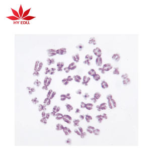 मेडिकल माइक्रोस्कोप स्लाइड ब्लड स्मीयर के लिए निर्धारित रक्त परीक्षण माइक्रोस्कोप स्लाइड - Product Image 1