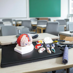 चिकित्सा विज्ञान स्कूल प्रशिक्षण के लिए मानव शरीर मस्तिष्क शारीरिक मॉडल चिकित्सा विज्ञान पीसी - Product Image 2