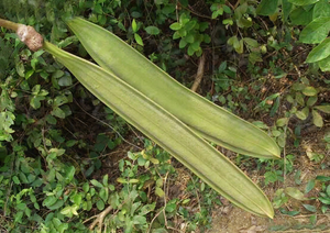 أعلى جودة مكمل غذائي لخشب الفراشة ، خلاصة Oroxylum Indicum من خشب الفراشة ، مسحوق كريسين بولفر - Product Image 5