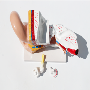 Anatomie de l'oreille humaine Modèle <span class=keywords><strong>géant</strong></span> Structure du système d'oreille intérieure moyenne extérieure pour l'enseignement des sciences médicales - Product Image 5