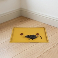 Piège à colle jaune à adhérence supérieure, taille moyenne extra-large, pour le contrôle des souris, rats et rongeurs