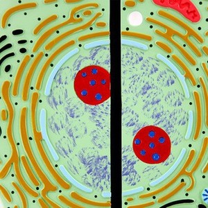 Learning Biology <strong>Model</strong> Educational Instruments for Biological Anatomy <strong>Science</strong> Animal and Plant Cell Comparison <strong>Model</strong> - Product Image 3