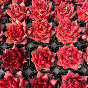 <span class=keywords><strong>Echeveria</strong></span> Agavoides 'Robin', Suculenta Pequeña Ecológica para Decoración Interior/Exterior del Hogar, Ideal para Espacios Pequeños - Product Image 1