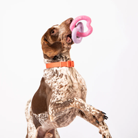 Jouet à mâcher pour chien en laine feutrée en spirale, petit, durable, fait à la main, design écologique sans plastique, favorise le nettoyage des dents des animaux de compagnie
