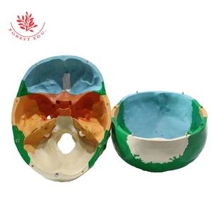 กะโหลกศีรษะรุ่นขนาดชีวิต<span class=keywords><strong>สี</strong></span>มนุษย์<span class=keywords><strong>สี</strong></span>ตัดกัน<span class=keywords><strong>สี</strong></span>เพื่อแยกความแตกต่างต่างๆกระดูกแผ่นส่วนกายวิภาคศาสตร์กะโหลกศีรษะ - Product Image 5