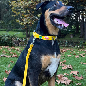 <span class=keywords><strong>Collar</strong></span> de perro con logotipo personalizado con hebilla de aleación de Zinc cromado a prueba de herrumbre <span class=keywords><strong>Collar</strong></span> de Mascota de PVC resistente al agua encantos lindos de lujo DIY Moodies - Product Image 5