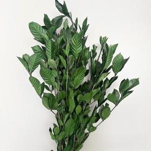 10ชิ้นขายส่งจริงสัมผัสธรรมชาติแห้งสีเขียวดอกไม้ที่เก็บรักษาใบ <span class=keywords><strong>Dracaena</strong></span> <span class=keywords><strong>sanderiana</strong></span> ใบไม้ Ruscus ตกแต่งงานแต่งงานคริสต์มาส - Product Image 5