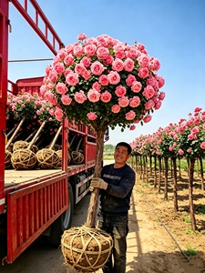 PFT Rosa a Tronco d'Albero, Pianta in Vaso a Forma di Tronco, Rosa Extra Large a Quattro Stagioni, Pianta <span class=keywords><strong>da</strong></span> <span class=keywords><strong>Balcone</strong></span> - Product Image 4