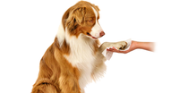 Gants de shampooing détachant pour animaux de compagnie lingette humide pour chien chat bain lingette propre avec couvercle
