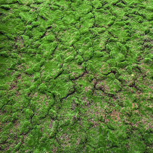 Fabricante Chino Suministra Césped Artificial Ecológico y Duradero, Alfombra <span class=keywords><strong>de</strong></span> Césped Arrugado (Plástico y Algodón) <span class=keywords><strong>para</strong></span> Paisajismo - Product Image 2