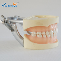 Modelo Dental de 28 Dientes con Encía Suave, Articulador DP con Tornillo Removible para Prácticas de Enseñanza, Certificaciones CE, ISO, ROHS, CNAS