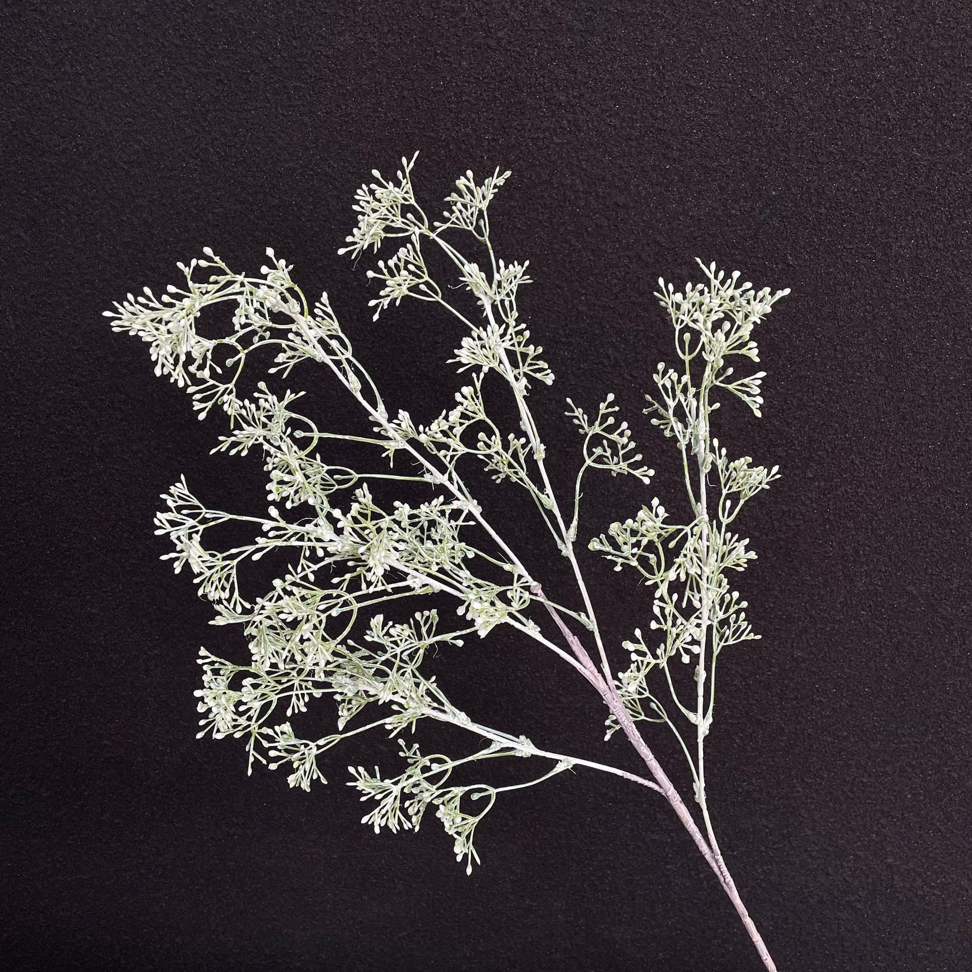[2]Gypsophile vert blanc