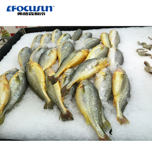 Focusun FloconPeche - Machine à glace en <span class=keywords><strong>flocons</strong></span> pour la conservation des produits de la mer - Product Image 6