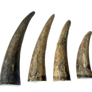 High Quality Natural Buffalo Horn tip for making <b>buttons</b> horn <b>toggles</b> high quality horn tip wholesale horn tip manufacturer - Product Image 1