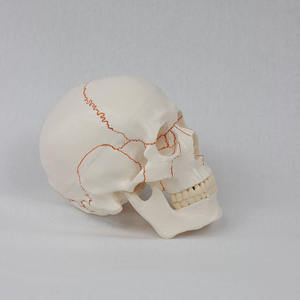 Modelo de Cráneo Humano de PVC DARHMMY con Suturas Craneales Claras - Herramienta de Enseñanza de Anatomía Detallada para Educación Médica - Product Image 2