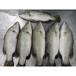 Poisson barramundi congelé frais rond entier avec bon prix Barramundi - Product Image 2