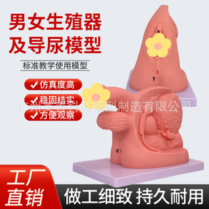 Formation simple au cathétérisme, démonstration et pratique de l'anatomie des organes génitaux internes et externes masculins et féminins ; Enseignement - Product Image 1