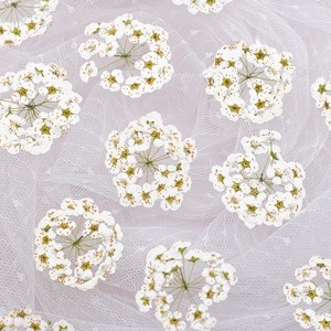 <span class=keywords><strong>Fiori</strong></span> Veri Pressati in Sfera Meadow Sweet Flower - Product Image 1