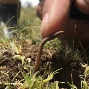 Cordyceps sinensis ชาสมุนไพรบำรุงจีนที่มีชื่อเสียง