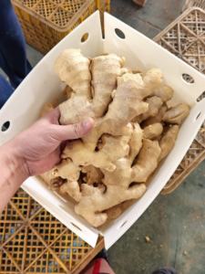 Bumbu panas jahe segar organik kualitas tinggi tersedia Harga murah dengan berbagai jumlah - Product Image 3