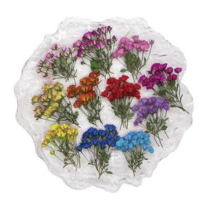 Fleurs <span class=keywords><strong>de</strong></span> <span class=keywords><strong>gypsophile</strong></span> séchées (haleine <span class=keywords><strong>de</strong></span> bébé) pour l'art <span class=keywords><strong>de</strong></span> la résine Fleurs et feuilles séchées pressées pour le bricolage Signets Cadres Fabrication <span class=keywords><strong>de</strong></span> bijoux - Product Image 5