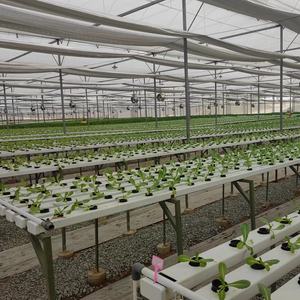 Piantagione idroponica con tubo in PVC completamente <span class=keywords><strong>ombreggiante</strong></span> <span class=keywords><strong>per</strong></span> piccoli grandi canali di plastica NFT di coltivazione fuori suolo <span class=keywords><strong>per</strong></span> frutta e verdura vuota - Product Image 6