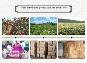 Flores Secas <span class=keywords><strong>de</strong></span> Crisantemo Dorado Orgánico a Granel, Té Herbal <span class=keywords><strong>de</strong></span> Caléndula, Calidad Premium - Product Image 5