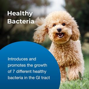 Gel nutritionnel certifié GMP pour le soutien de la vessie des animaux de compagnie, avec canneberge, racine de guimauve biologique pour aider à la santé des voies urinaires - Product Image 3
