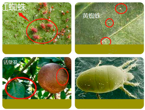 Abamectina Spirotetramat 15% SC, Pesticida Agrícola para Árboles Frutales y Flores, Contra Insectos, Ácaros Rojos y Arañas, Acaricida Compuesto - Product Image 2