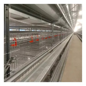 Advanced Automatic Brooding Cage With Feeding System For Nigeria Uganda