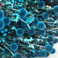 Groothandel in geconserveerde Echinops Bannatcus, echte natuurlijke blauwe distel voor thuis- en bruiloftdecoratie en bloemstukken