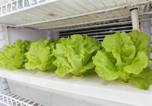 Gabinete Hidropónico <span class=keywords><strong>Interior</strong></span> y Sistema <span class=keywords><strong>de</strong></span> <span class=keywords><strong>Cultivo</strong></span> Vertical |   Gabinete <span class=keywords><strong>de</strong></span> <span class=keywords><strong>Cultivo</strong></span> Inteligente Multicapa con Cubierta <span class=keywords><strong>de</strong></span> ABS para <span class=keywords><strong>Cultivo</strong></span> <span class=keywords><strong>de</strong></span> Vegetales en el Hogar - Product Image 4