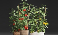 Piquets en treillis en U en bambou pour plantes-Support de jardin naturel pour fleurs grimpantes, vignes, légumes (10/20/50 paquets)