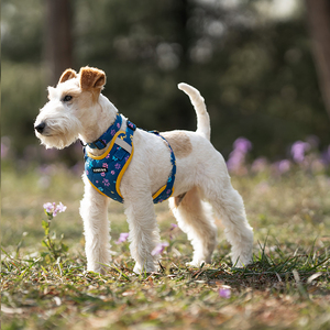 Grosir tali kerah hewan peliharaan, Set <span class=keywords><strong>Harness</strong></span> anjing poliester mewah dengan empat potong pengangkat, penopang dada