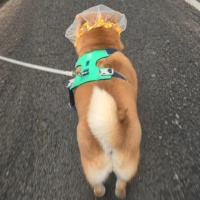 Hunde-Anti-Ess-Maulkorb, Netzmaske, elastisch, bequem, 26 cm, für kleine und mittelgroße Hunde