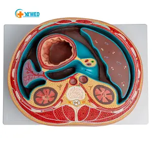 Medical science abdominal cross section anatomy thoracic vertebra liver intestinal muscle horizontal cutting teaching AIDS