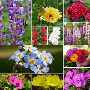 Kit de 24 variétés annuelles <span class=keywords><strong>vivaces</strong></span> fleurs jardin paquet sac <span class=keywords><strong>plante</strong></span> en colibri papillon mélange pour plancher <span class=keywords><strong>plante</strong></span> à utiliser pour les amoureux - Product Image 6