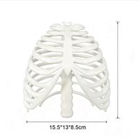 Modelo de Caja Torácica Móvil, Esqueleto de Torso Humano, Adorno Decorativo de Caja Torácica Suave, Accesorio de Exhibición, Disponible en Varios Tamaños y Colores