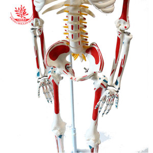 Modèle de squelette humain FRT007, version médicale suspendue, avec points d'origine et d'insertion de tous les muscles, squelette en PVC de 85 cm - Product Image 3