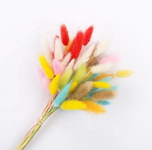 Fourniture d'usine Prix attractif Queue de lapin Herbe Bundle Fleur séchée Diverses couleurs <span class=keywords><strong>Lagurus</strong></span> Ovatus Queue de lapin Herbe - Product Image 2