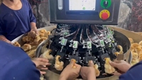 Machine de découpe au laser à disque rotatif pour poussins + machine intégrée d'inoculation de vaccins – Direct Usine