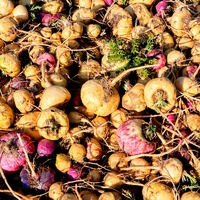Fabricant de poudre d'extrait de racine de Maca biologique pur du pérou