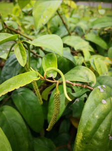 Fabrika kaynağı saf doğal ot Piper Kadsura kök özü tozu <span class=keywords><strong>Caulis</strong></span> <span class=keywords><strong>Piperis</strong></span> <span class=keywords><strong>Kadsurae</strong></span> özü tozu en iyi fiyat ile - Product Image 3