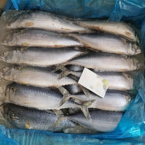 Huiyang Export Live Fish Trade Proveedor Pacific Saury Pescado vivo fresco congelado a la venta - Product Image 1