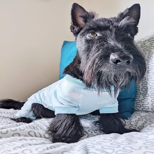 Cute Blue Cloud CatDog Onesie XS Size Everyday Outfit para perros y gatos machos Pijamas para perros - Product Image 4
