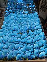 Real Touch Impression 3d Phalaenopsis Fleurs 9 Tête Artificielle Latex Bleu Orchidées Fleur Pour Toute La Vente